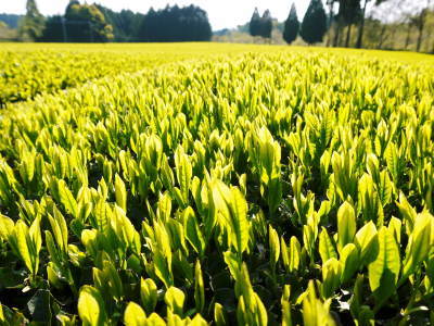 菊池水源茶　5月の1番茶の収穫へ向け、元気な新芽を芽吹かせるための仕上げ剪定の様子_a0254656_18145372.jpg