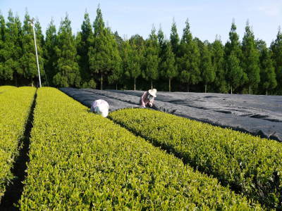 菊池水源茶 5月の1番茶の収穫へ向け、元気な新芽を芽吹かせるための仕上げ剪定の様子_a0254656_18163056.jpg