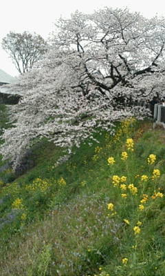 b0105259_15261526.jpg