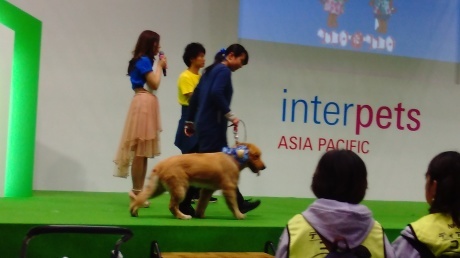 アカギ・保護犬ファッションショー頑張りました💮_c0372561_01063416.jpg