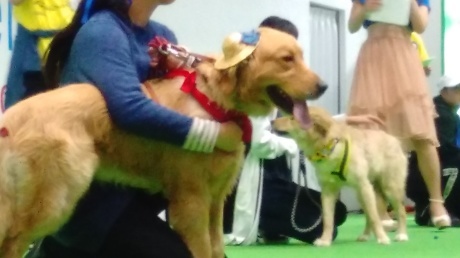 アカギ・保護犬ファッションショー頑張りました💮_c0372561_01072313.jpg