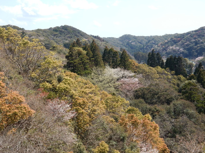 ’19,4,1(月)今日も桜公園を独り占め!_f0060461_07263726.jpg