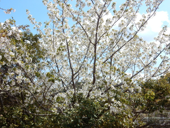’19,4,1(月)今日も桜公園を独り占め!_f0060461_07292250.jpg