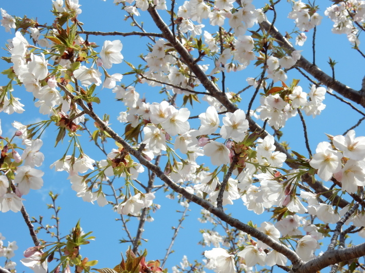 ’19,4,1(月)今日も桜公園を独り占め!_f0060461_07305080.jpg