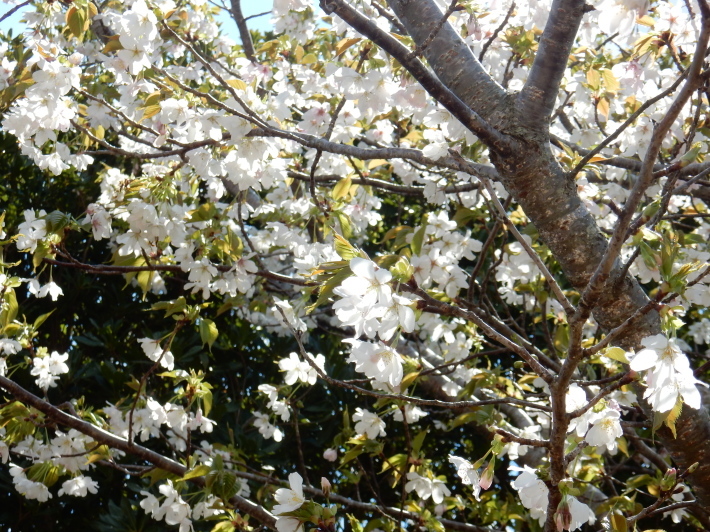 ’19,4,1(月)今日も桜公園を独り占め!_f0060461_07314978.jpg