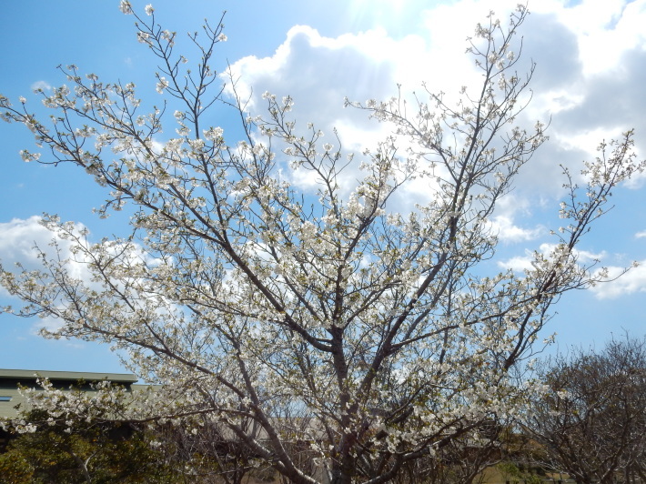 ’19,4,1(月)今日も桜公園を独り占め!_f0060461_07324645.jpg