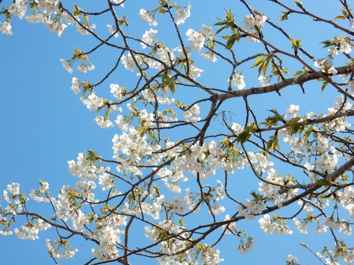 ’19,4,1(月)今日も桜公園を独り占め!_f0060461_07332753.jpg