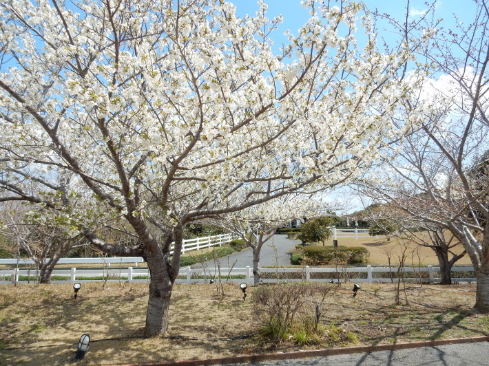 ’19,4,1(月)今日も桜公園を独り占め!_f0060461_07352706.jpg