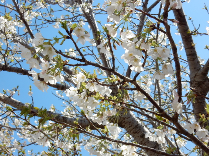 ’19,4,1(月)今日も桜公園を独り占め!_f0060461_07360169.jpg