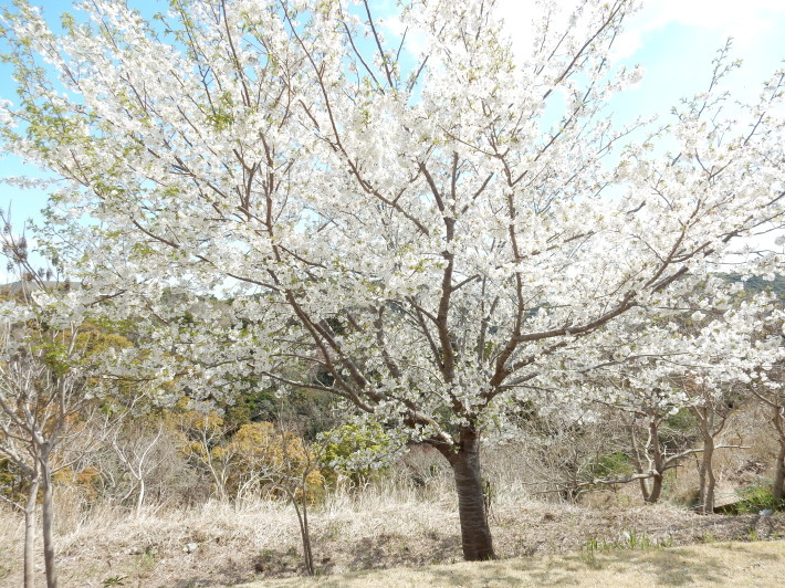 ’19,4,1(月)今日も桜公園を独り占め!_f0060461_07393224.jpg