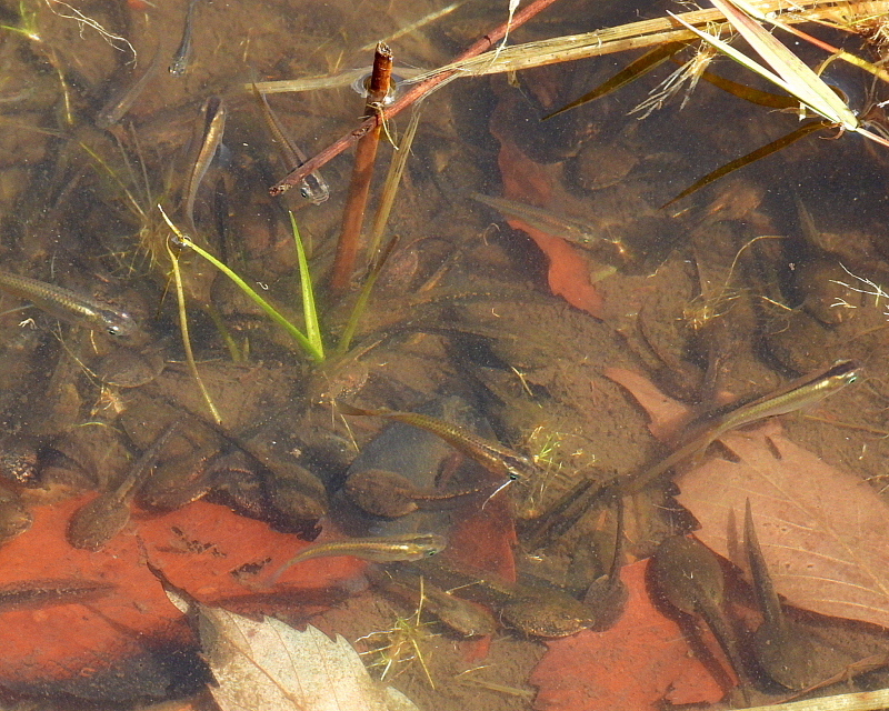 c0305565_17452065.jpg