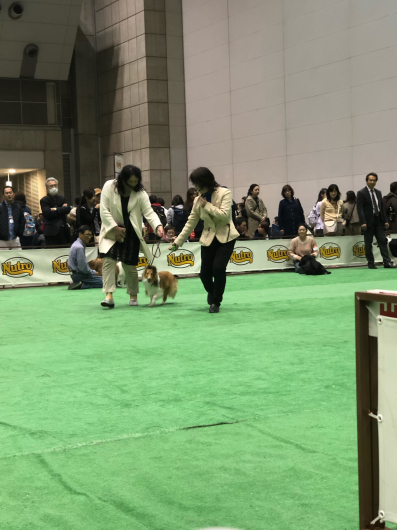 JKC単犬種合同部会展 ジャパンインター 2019_f0126965_10283491.jpg