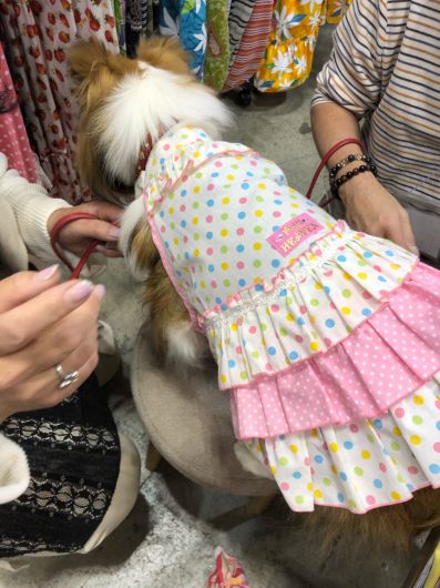JKC単犬種合同部会展 ジャパンインター 2019_f0126965_10294005.jpg