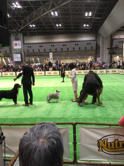 JKC単犬種合同部会展 ジャパンインター 2019_f0126965_10303689.jpg