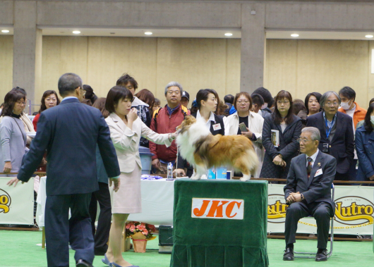 JKC単犬種合同部会展 ジャパンインター 2019_f0126965_10313225.jpg