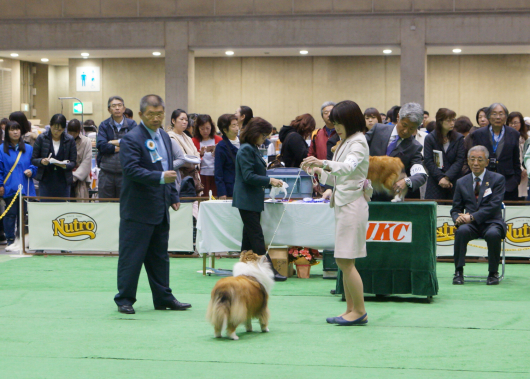 JKC単犬種合同部会展 ジャパンインター 2019_f0126965_10313479.jpg