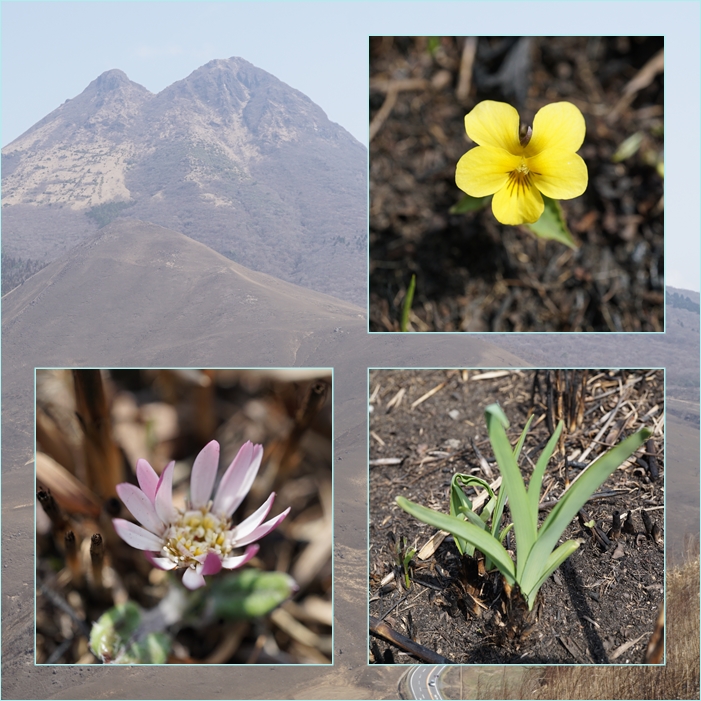 今年初めての由布岳登山。_f0016066_12584228.jpg