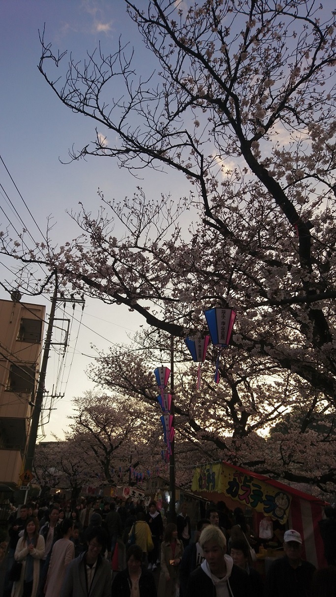 横濱・大岡川沿いの桜を端から端まで歩く_c0002171_20025758.jpg