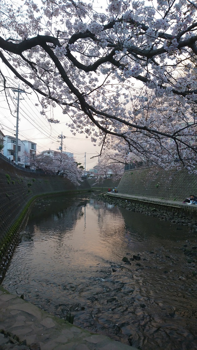 横濱・大岡川沿いの桜を端から端まで歩く_c0002171_20075564.jpg