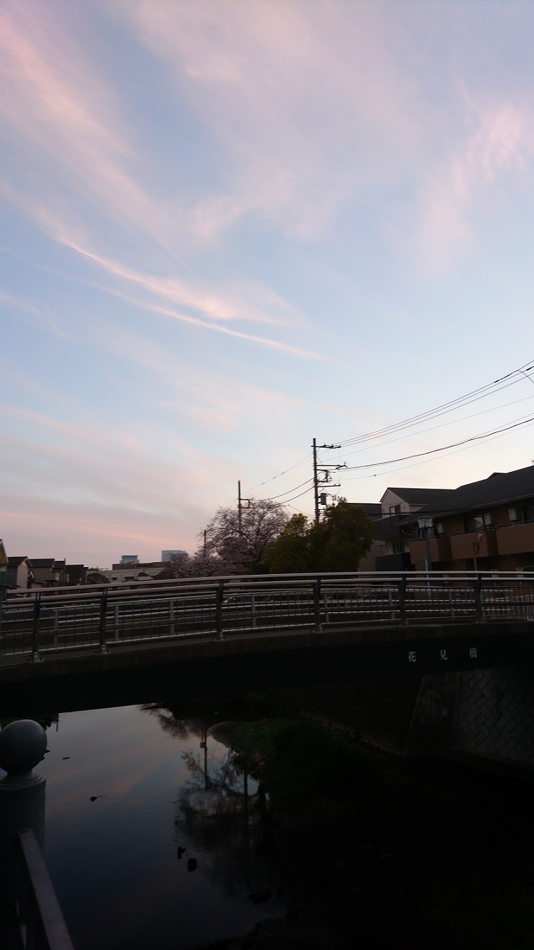 横濱・大岡川沿いの桜を端から端まで歩く_c0002171_20103210.jpg