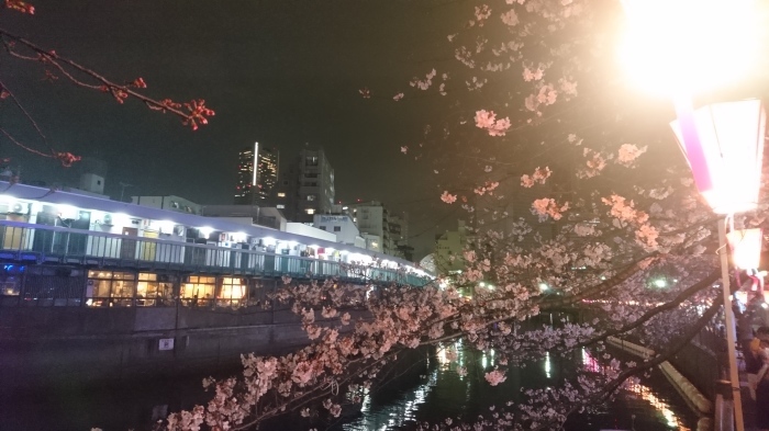 横濱・大岡川沿いの桜を端から端まで歩く_c0002171_20261705.jpg