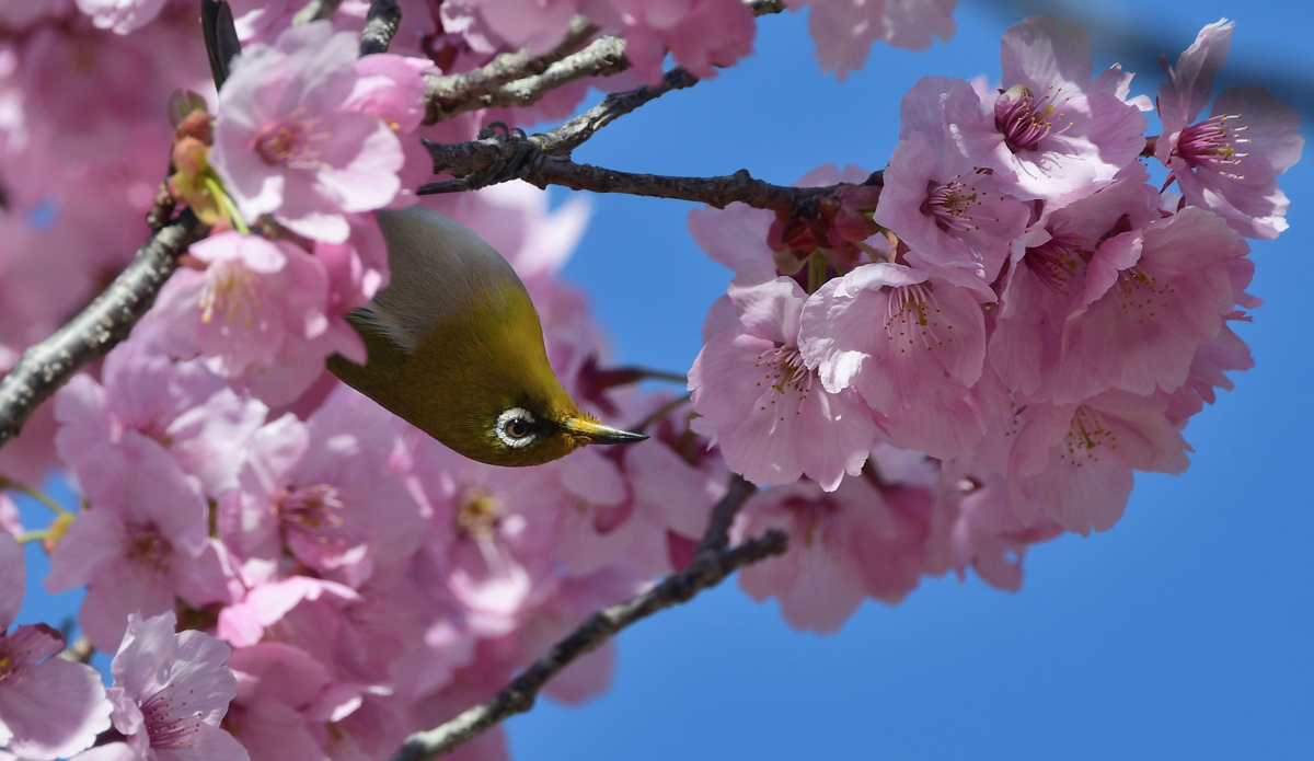桜にメジロ_f0053272_23275272.jpg