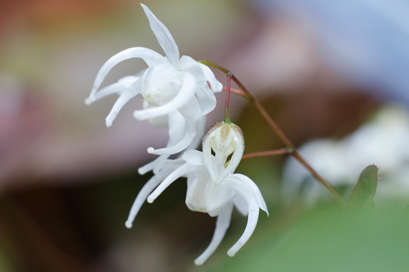 庭の花と公園の花_f0368272_23330700.jpg