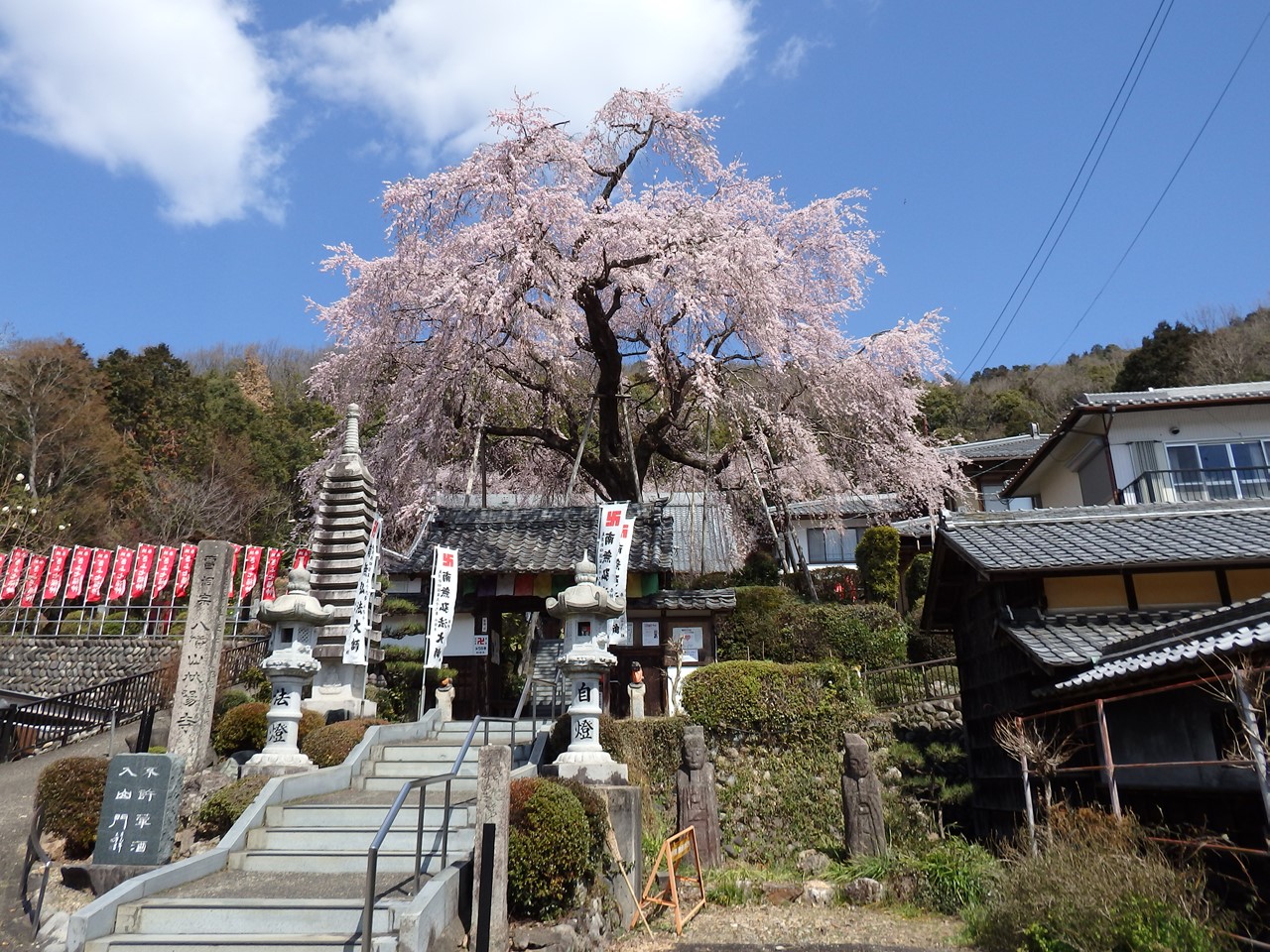 『八幡山林陽寺の枝垂桜』_d0054276_2025163.jpg