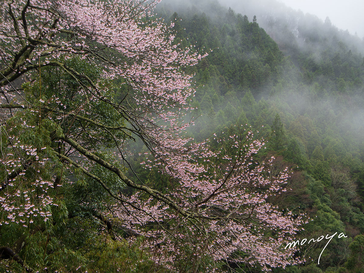 桜の季節２_c0085877_05152104.jpg