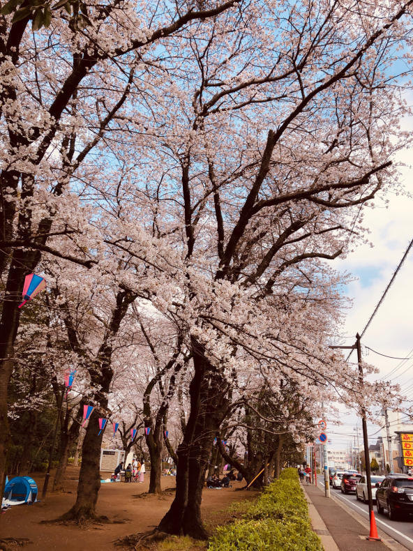 夢と桜_a0152078_09254247.jpg