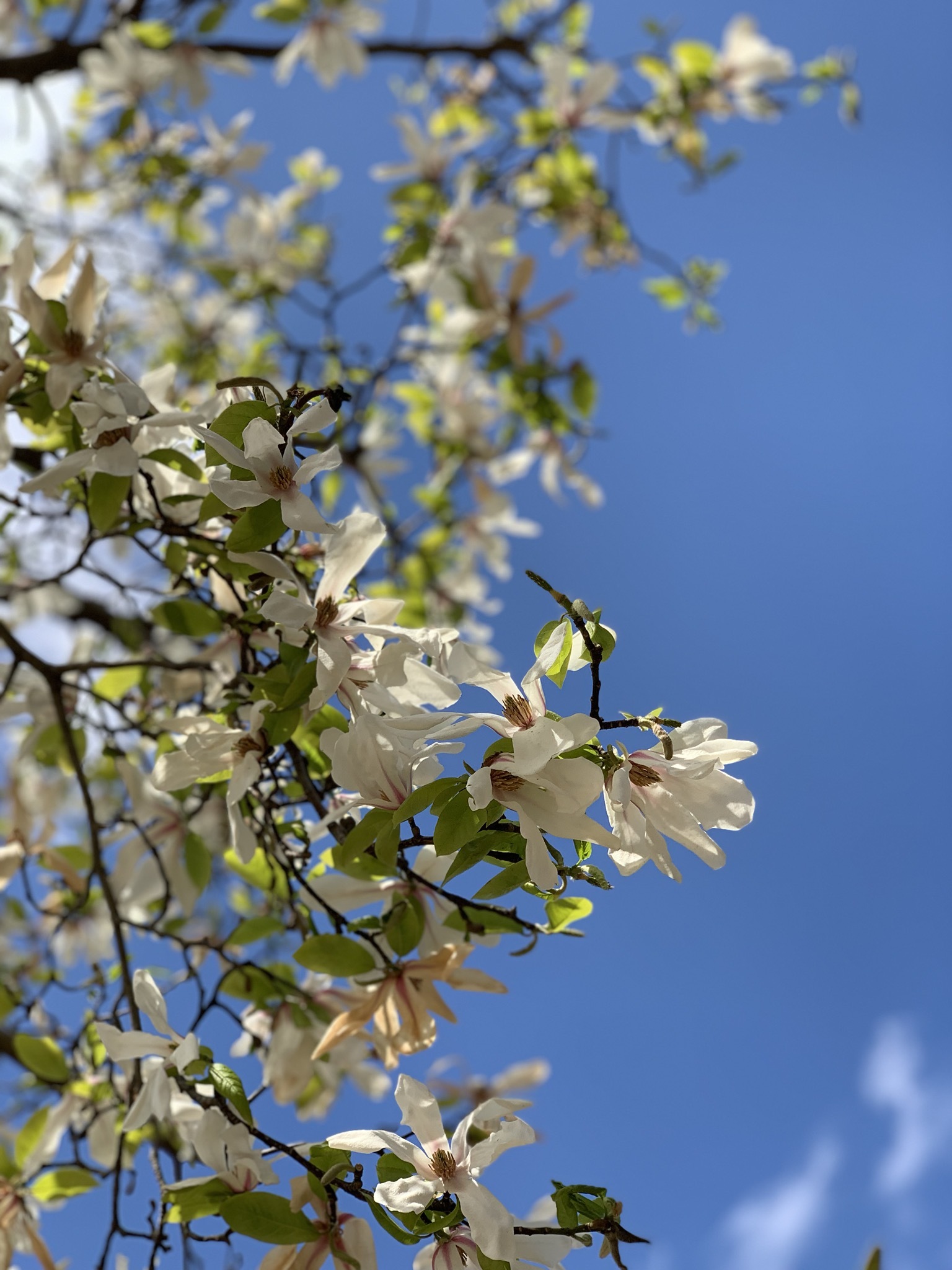 青空にコブシの花_c0161578_20382083.jpeg