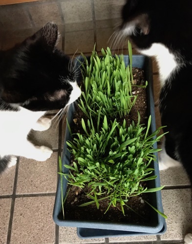 a0216583_22480860.jpeg