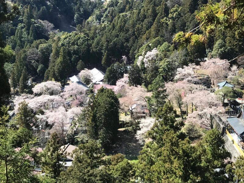 身延山久遠寺の枝垂れ桜_e0390487_01115012.jpg