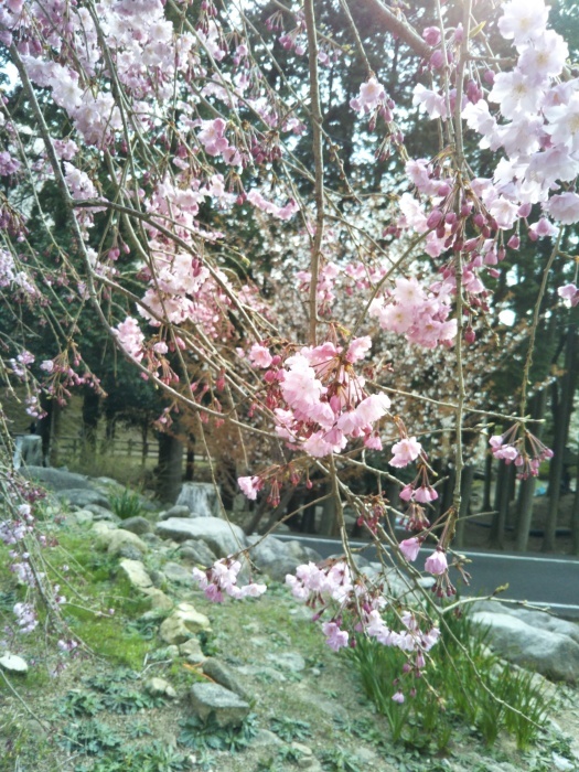 2019年桜_a0332190_20591078.jpg