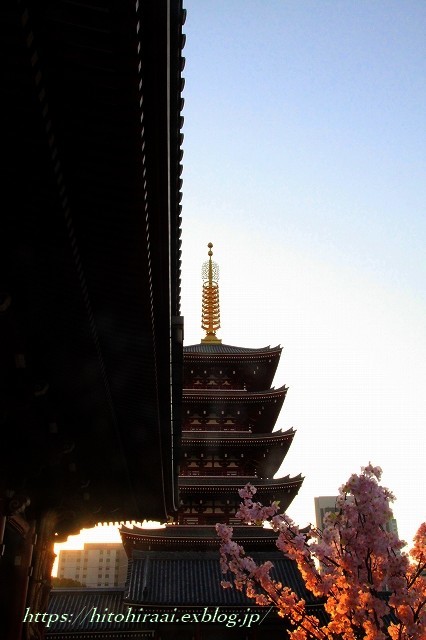 浅草寺の枝垂れ桜_f0374092_22383286.jpg