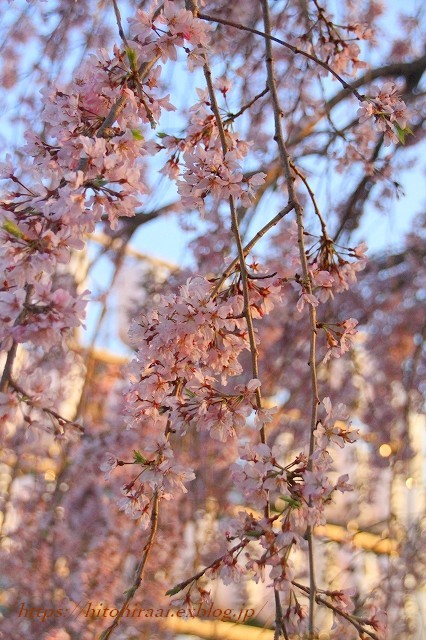 浅草寺の枝垂れ桜_f0374092_22434468.jpg