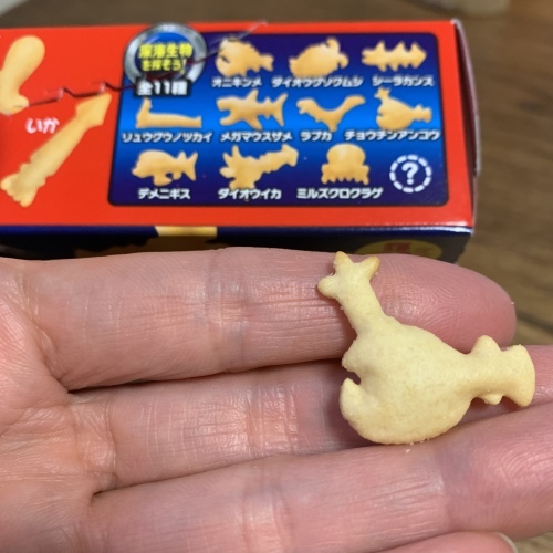出ました〜チョウチンアンコウ 明るく照らして_a0134394_07190883.jpeg