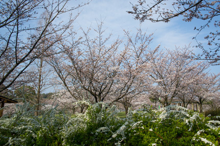 ユキヤナギ（松山総合公園）_d0365597_17424163.jpg