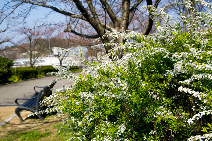 ユキヤナギ（松山総合公園）_d0365597_17424266.jpg