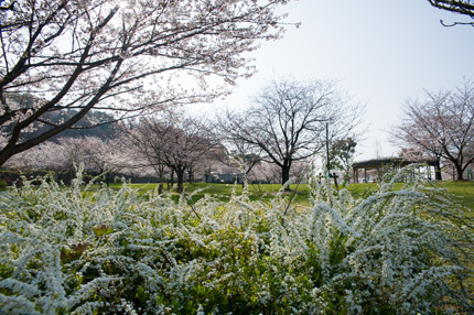 ユキヤナギ（松山総合公園）_d0365597_17424278.jpg