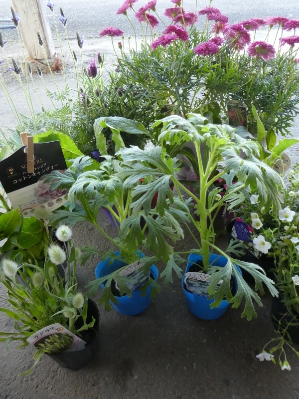お花の苗を買って来ました レースフラワーや ラベンダー等 ミモザアカシアの日々