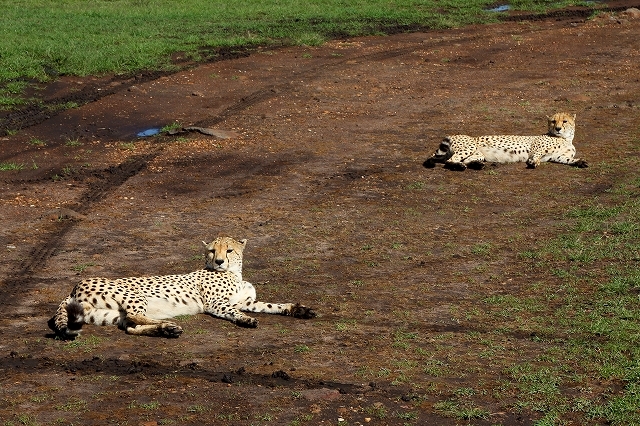 ケニアの野生動物たち 国境近くで出会ったチーター兄弟 旅プラスの日記