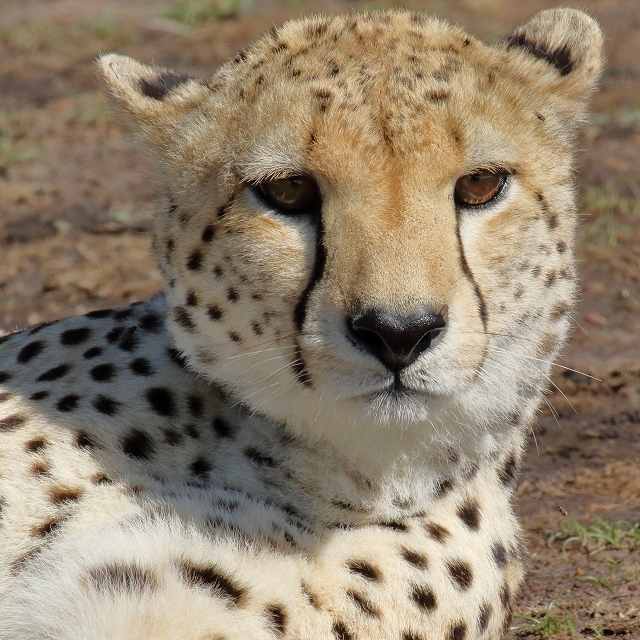 ケニアの野生動物たち 国境近くで出会ったチーター兄弟 旅プラスの日記