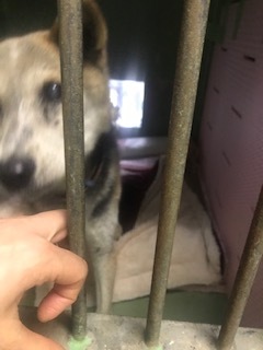 【犬・移動先募集】センター(支所)収容(4/27訪問)_f0242002_16342344.jpg