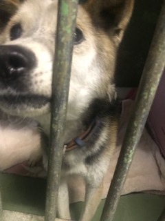 【犬・移動先募集】センター(支所)収容(4/27訪問)_f0242002_16343311.jpg