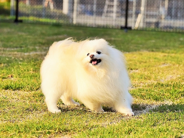 嘘か誠か、ネタばらし_d0360206_00063848.jpg