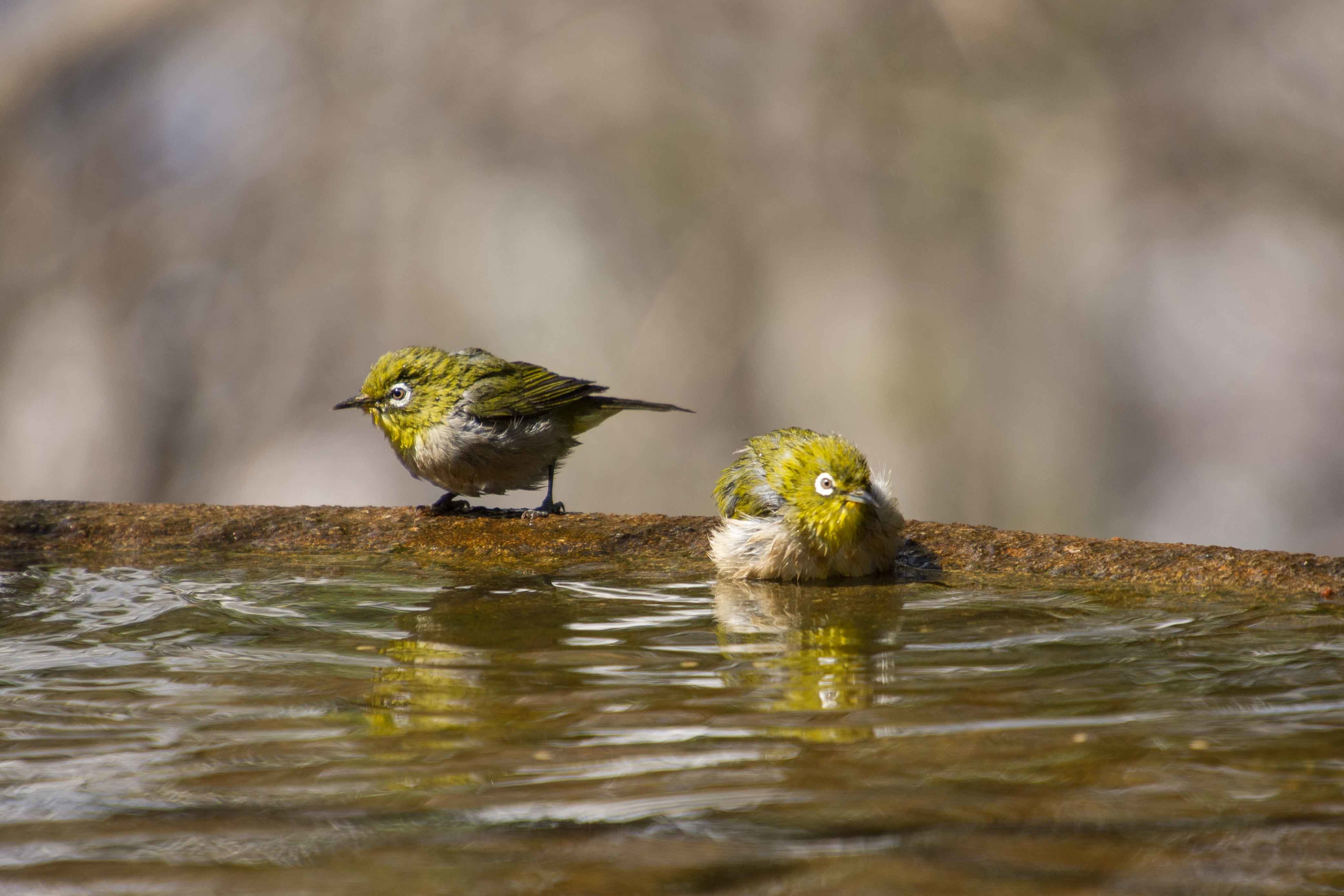 花見とバードウォッチングが楽しい里山ハイク～2019年4月 丹沢弘法山_d0372906_13373868.jpg