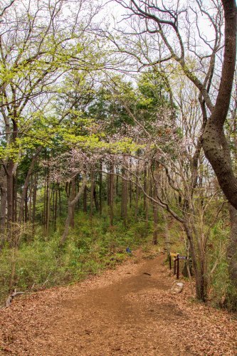 花見とバードウォッチングが楽しい里山ハイク～2019年4月 丹沢弘法山_d0372906_17473267.jpg