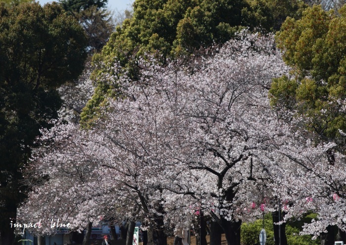 河川敷公園の桜模様(^^)/_a0355908_19305859.jpg