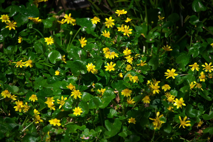 a0263109_13590452.jpg